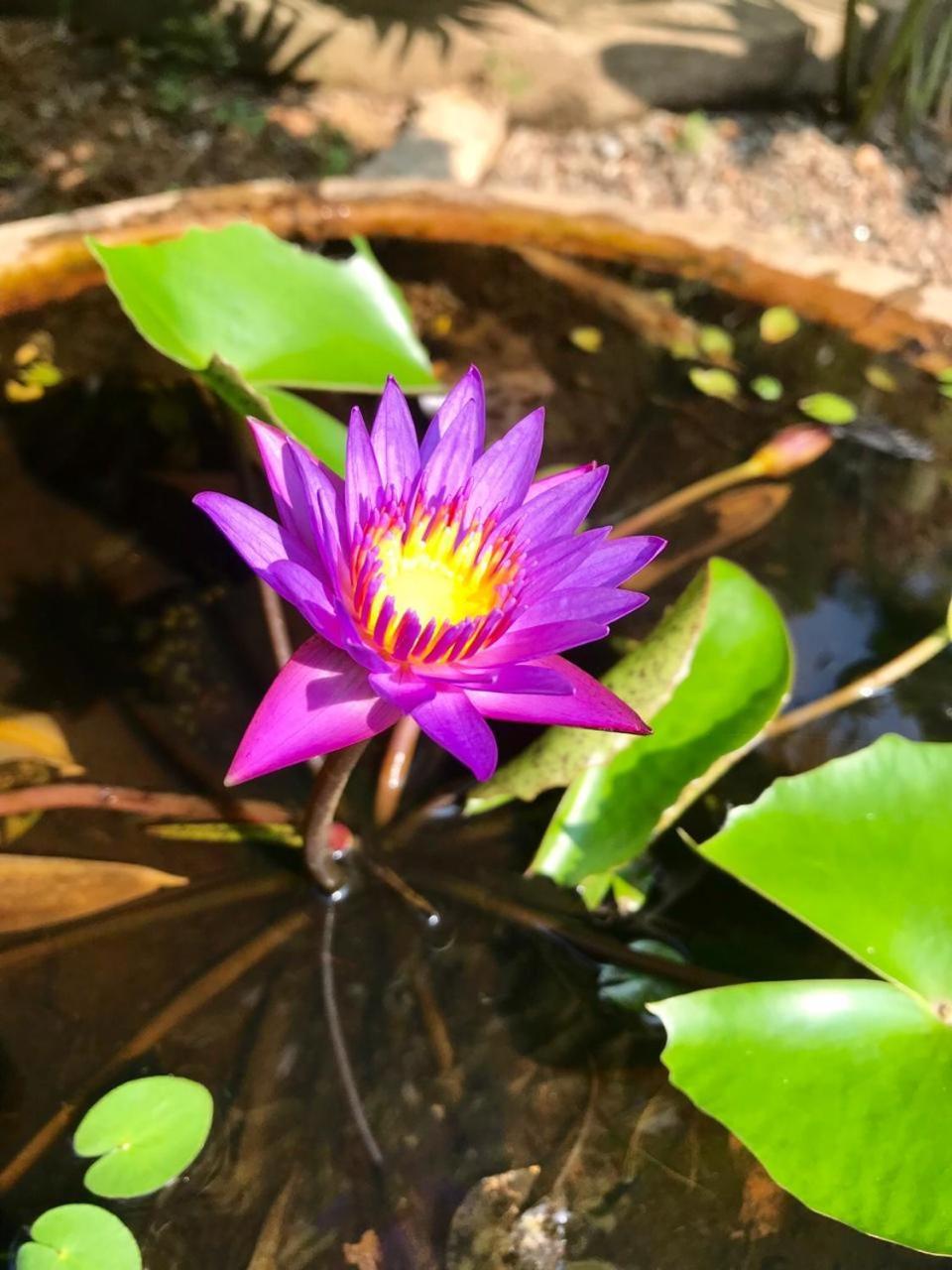 Mass Eco Cabana Yoga & Spa - Unawatuna Eksteriør billede